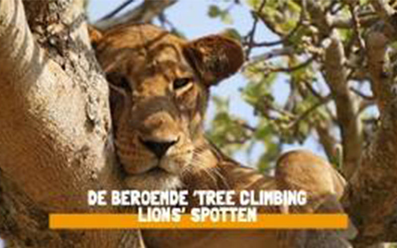 De beroemde 'tree climbing lions' spotten.jpg