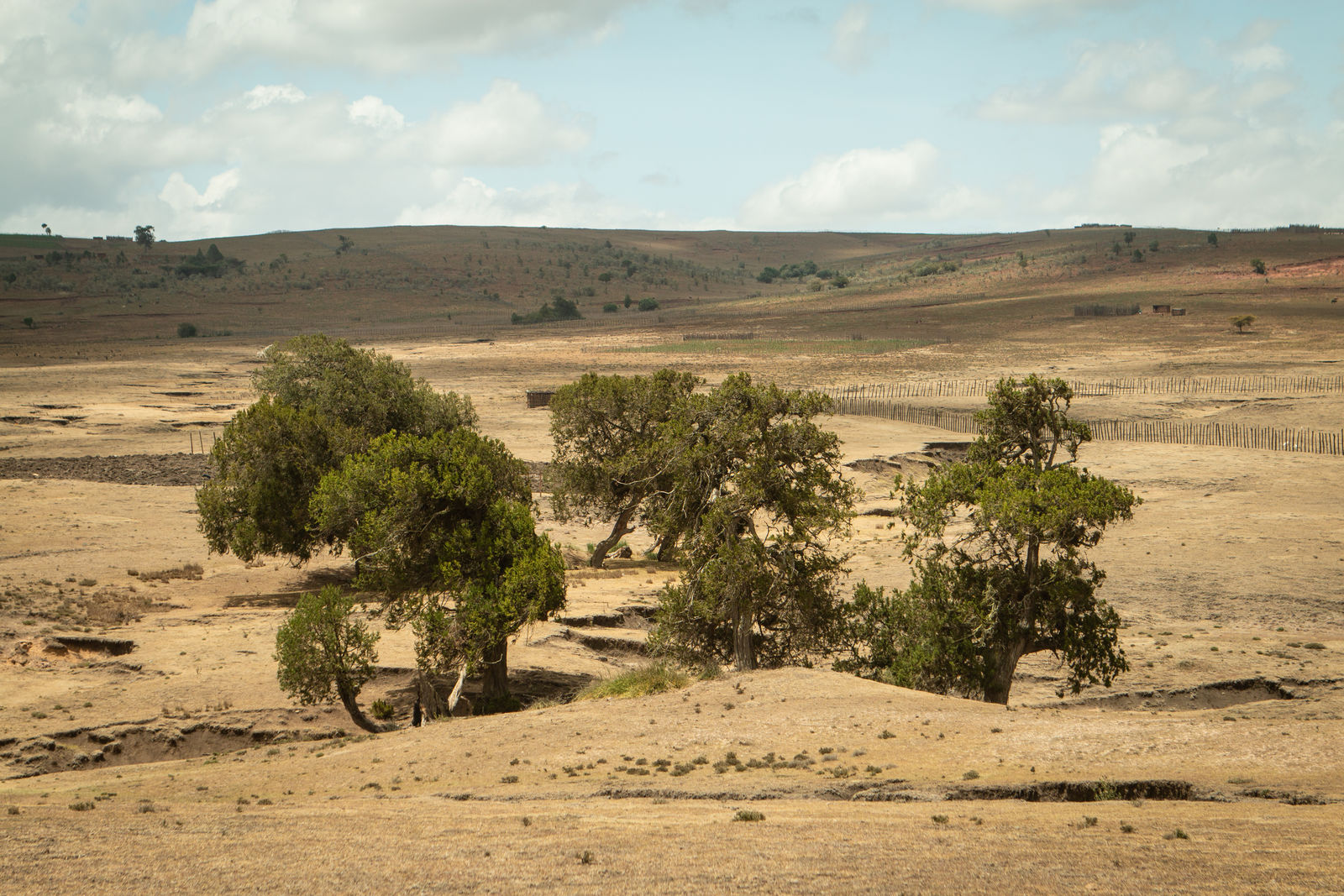 Mara Morijo trees