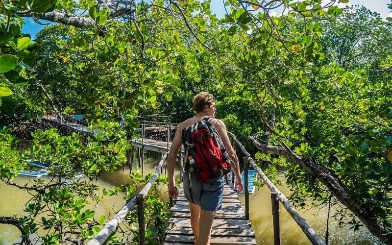 Watamu Mangrove