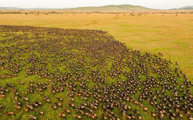 serengeti migratie