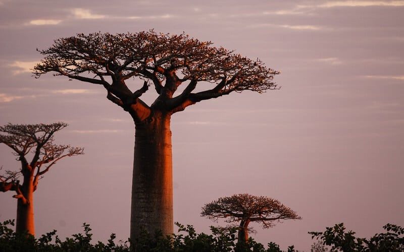 Baobab Boom