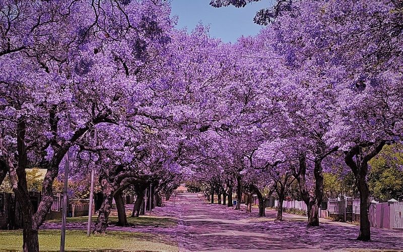 Jacaranda Bomen