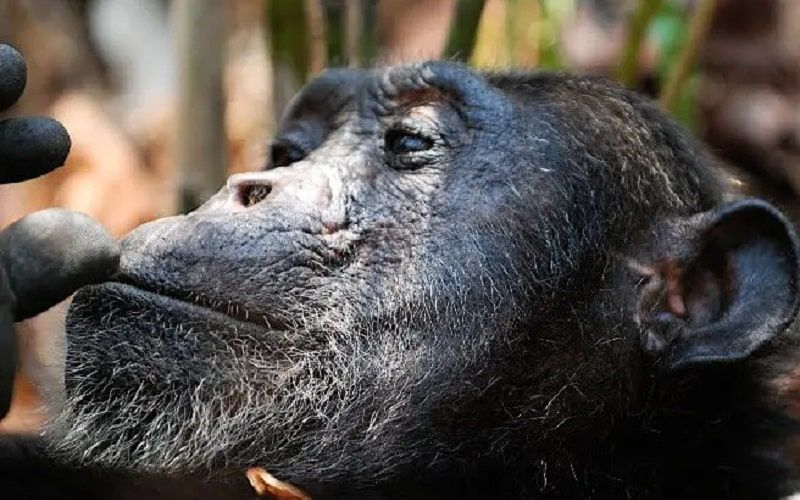 chimpanzee