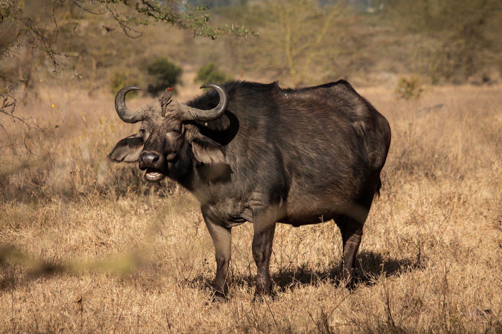 L. Nakuru NP