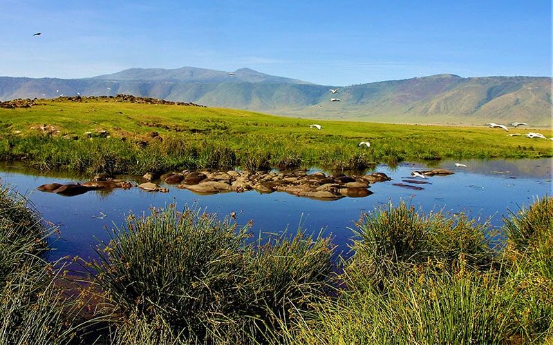 ngorongoro nijlpaarden