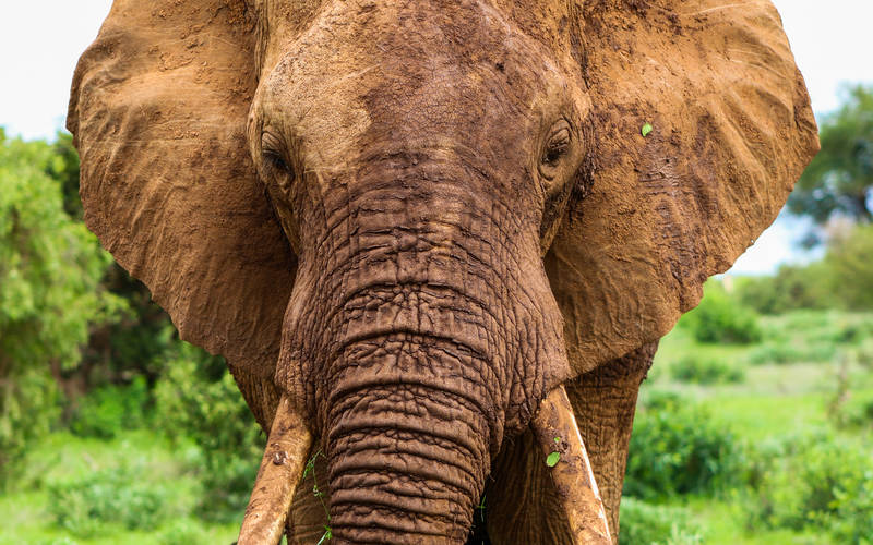 Kenya-Tsavo-East-National-Park_Animal-Elephant