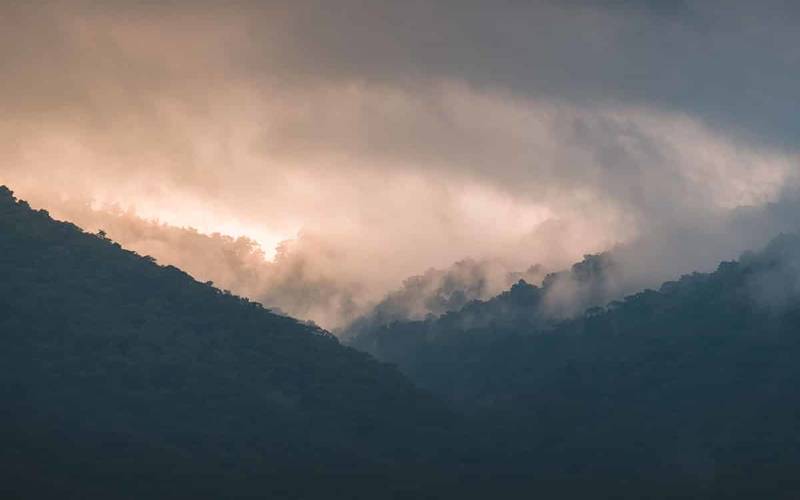 west-kenia-forest.
