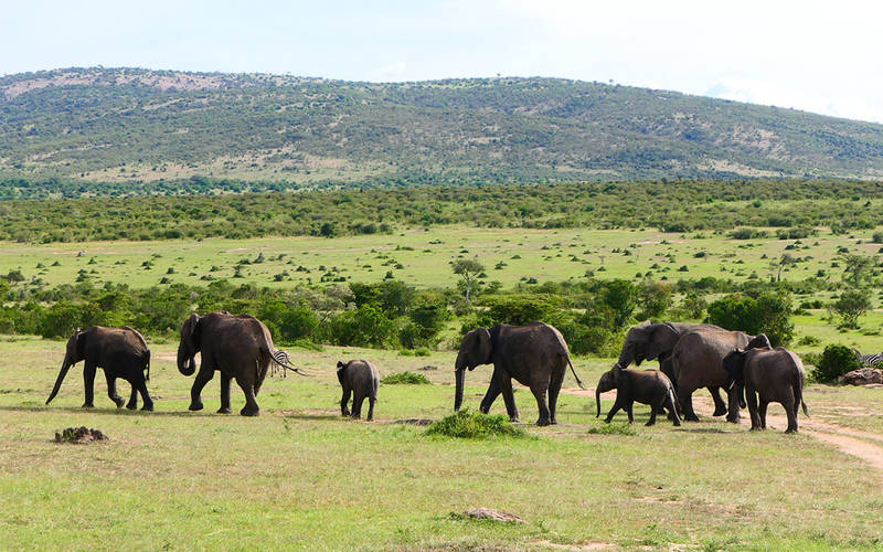 kenia-masai-mara-olifanten-emiel