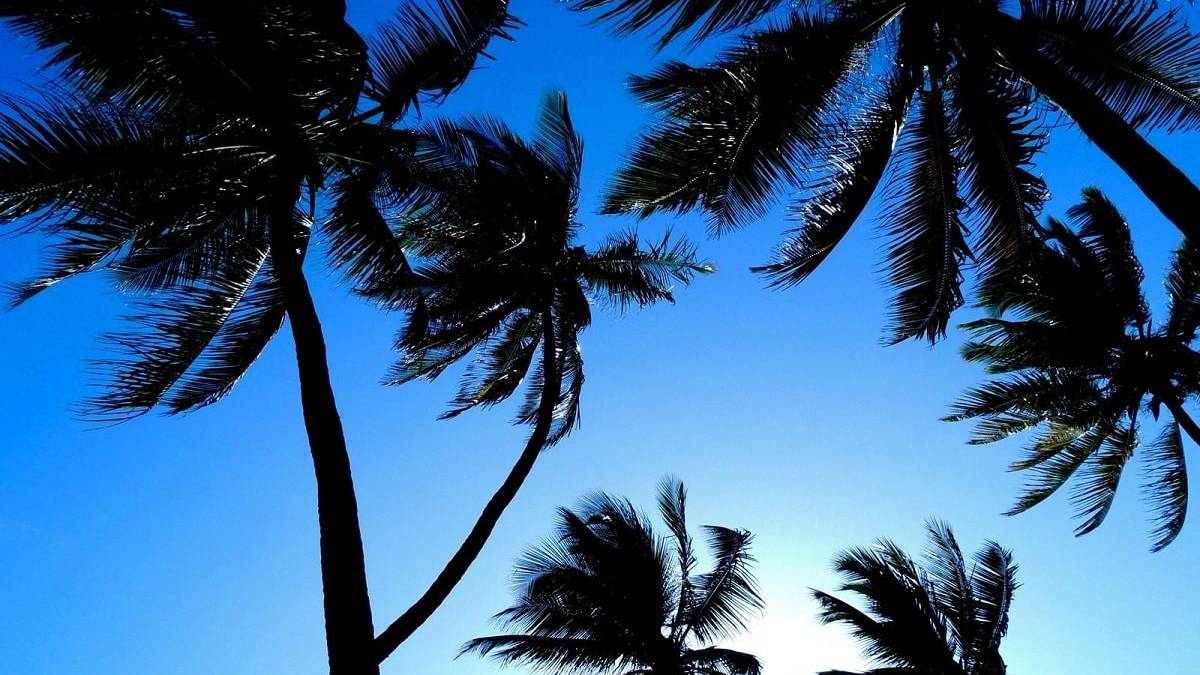 Palmbomen