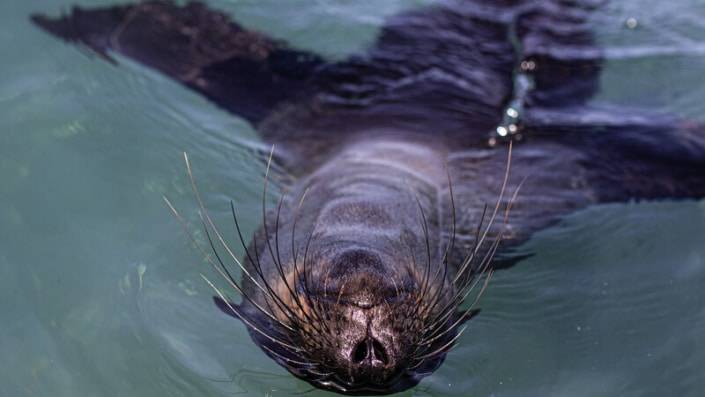 Zeehond in het water op z'n rug