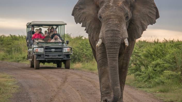 Olifant met een safarivan achter zich