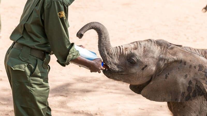 Close up van een baby olifant die melk gevoederd krijgt