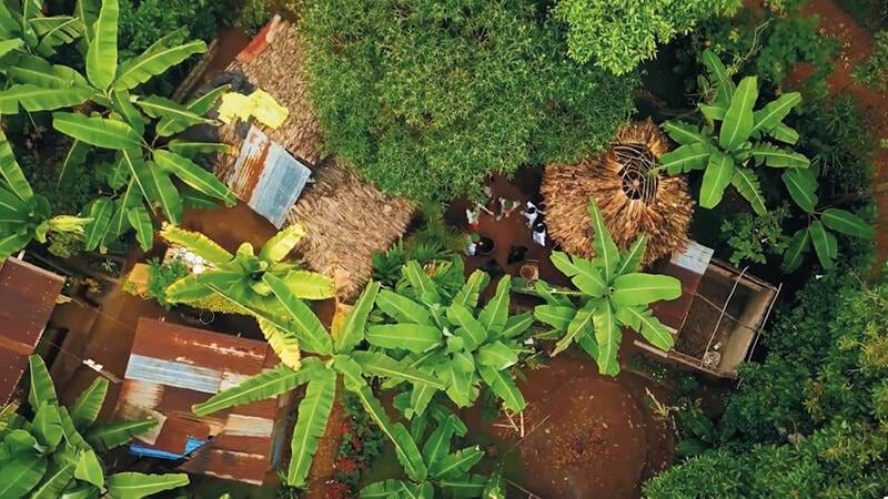 Bovenaanzicht van groene bomen en planten