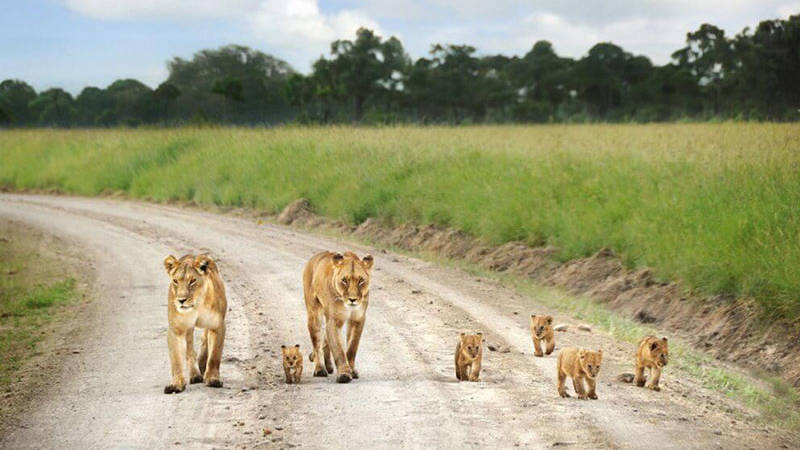 kenia safari mit kindern