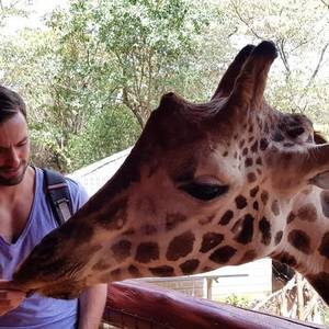Giraffe Centre