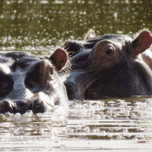 Hippos