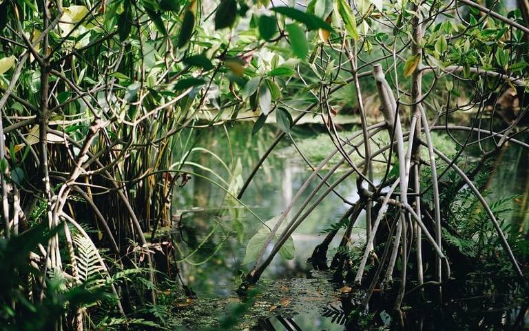 Mangrove
