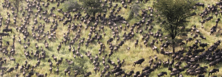 Wildebeesten