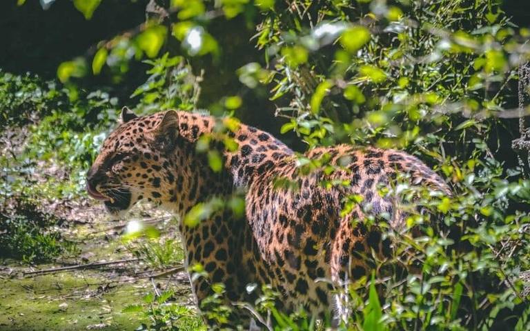 leopard