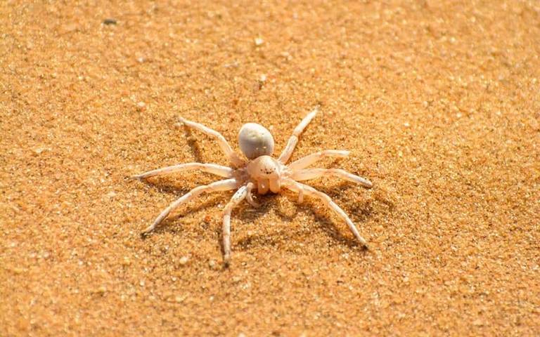 little-five-namibia-spider
