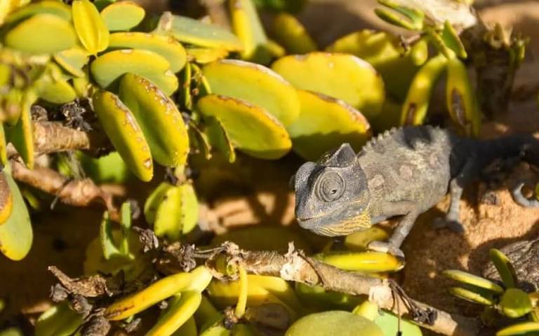kameleon