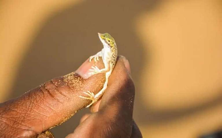 snouted-lizard-namibia