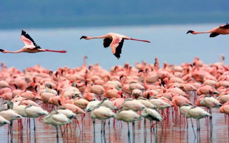 Flamingos