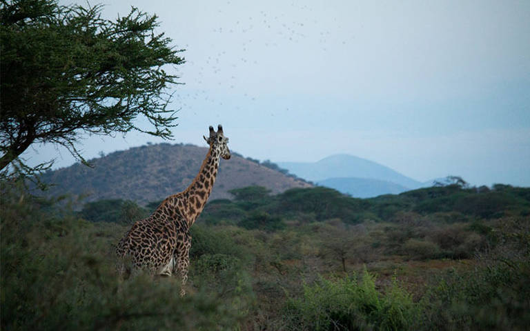 Giraffe