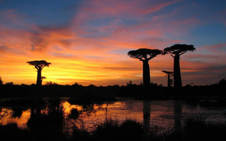 klimaat-madagascar-baobabs